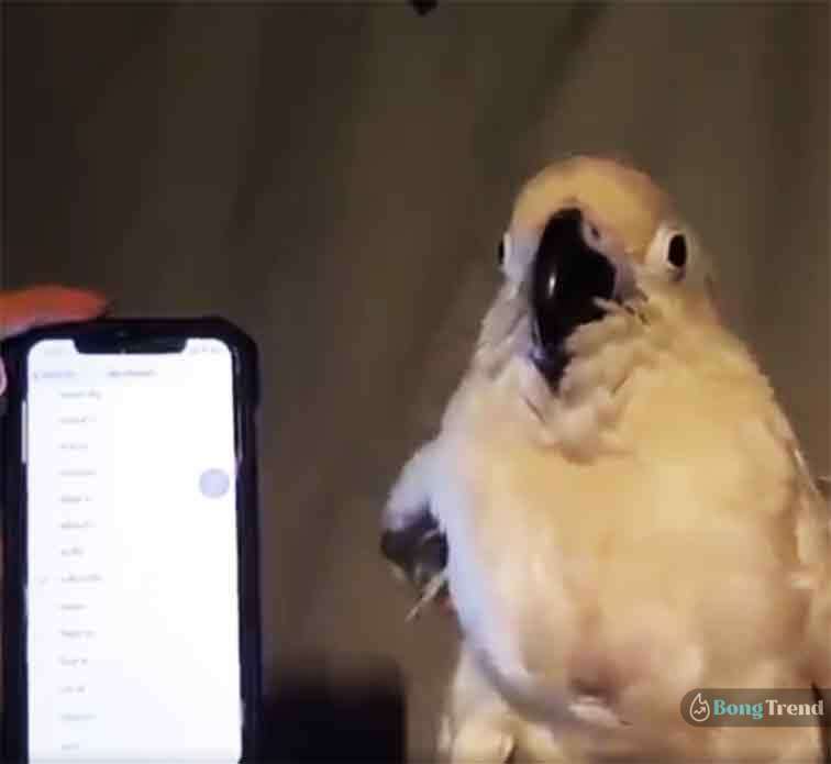Bird dances on mobile ringtone,Bird Dancing,Bird Dancing Viral Video,Bird Dancing Video,Bird Dance on ringtone