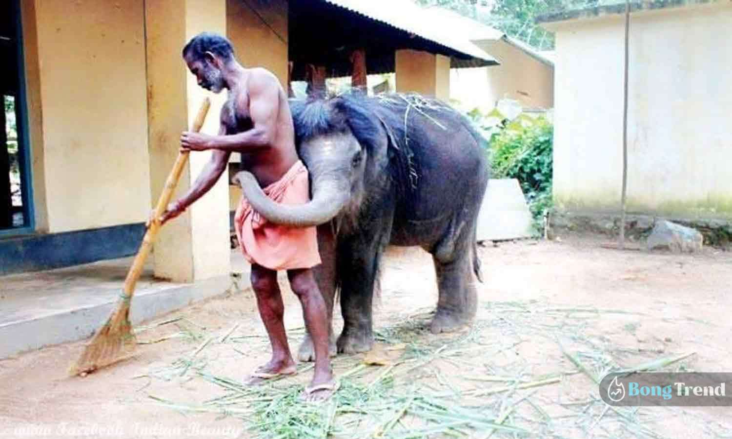 Viral Photo of Cute Elephant