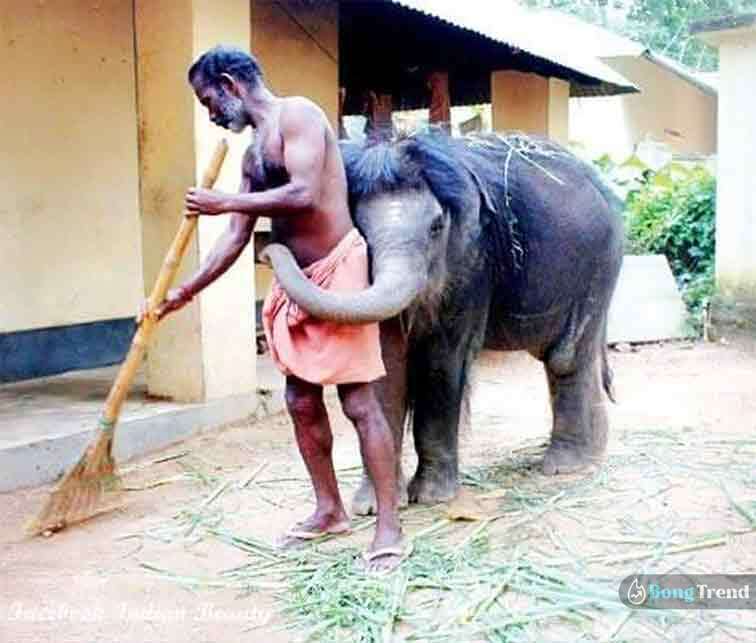 Viral Photo of Cute Elephant
