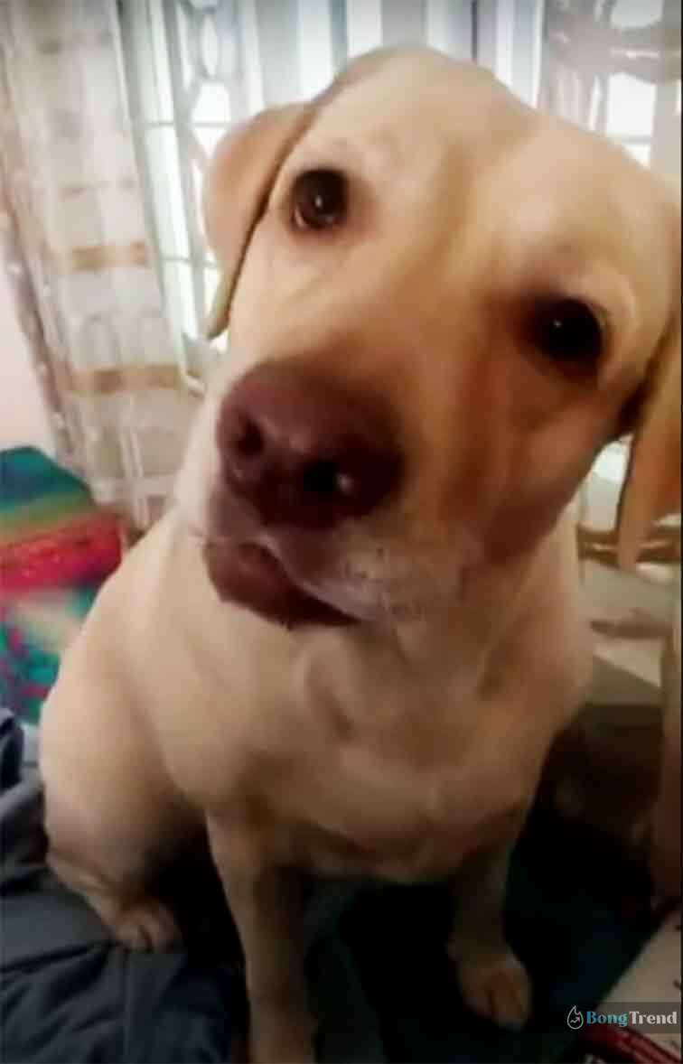 Marriage Reaction by Dog Viral Video
