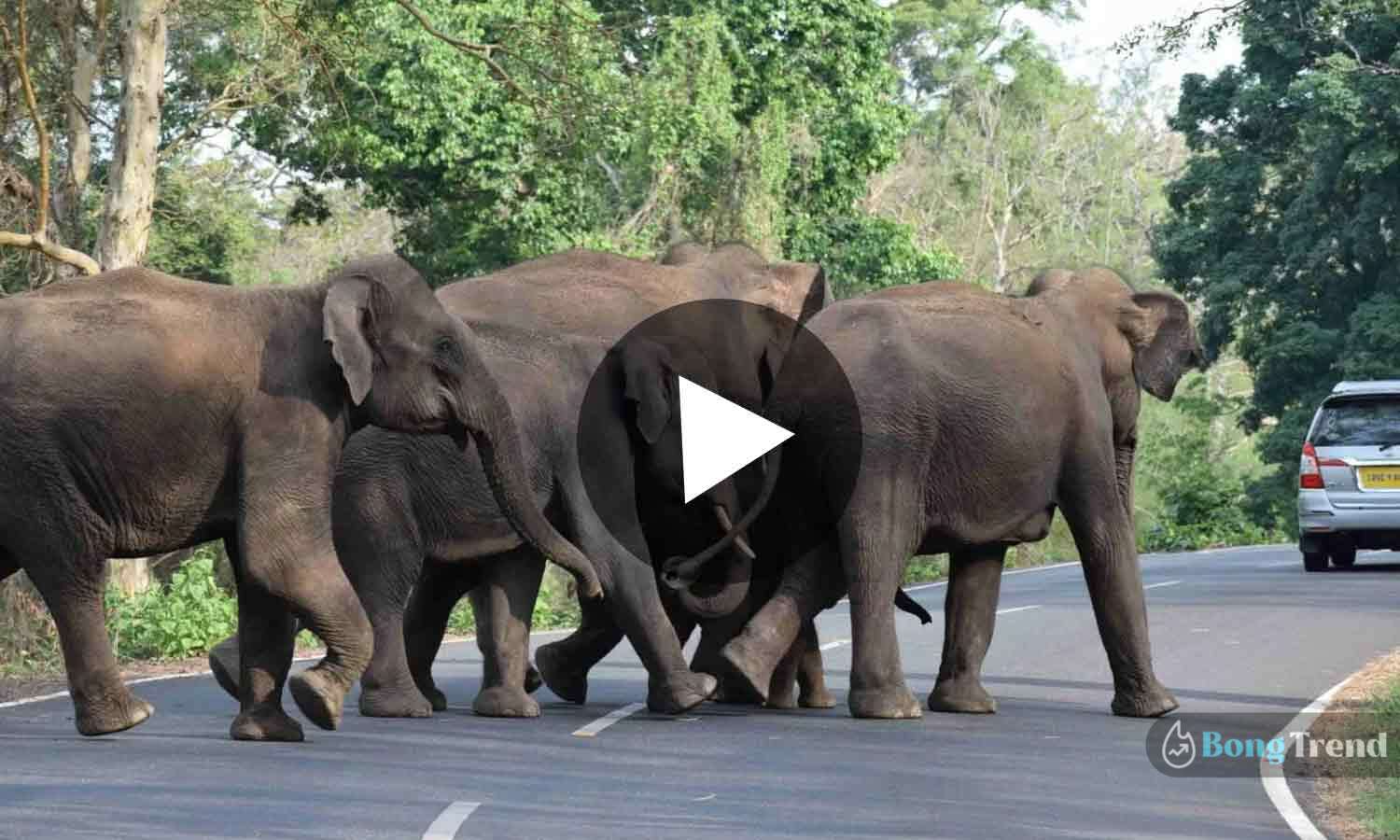 Viral Video Elephants going for haridwar