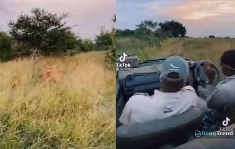 Viral Video of safari