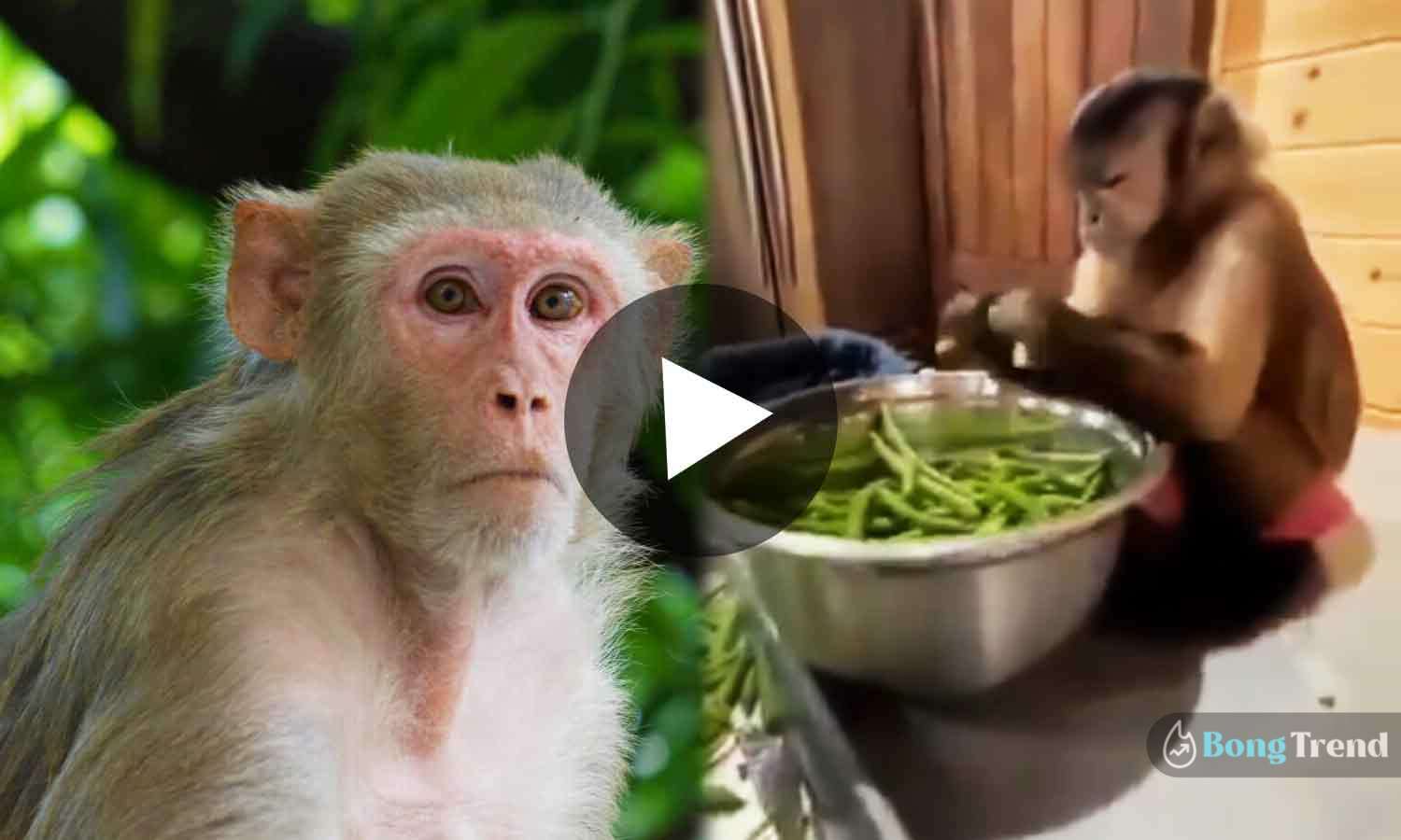 Viral Video of Monkey Cutting Vegetables