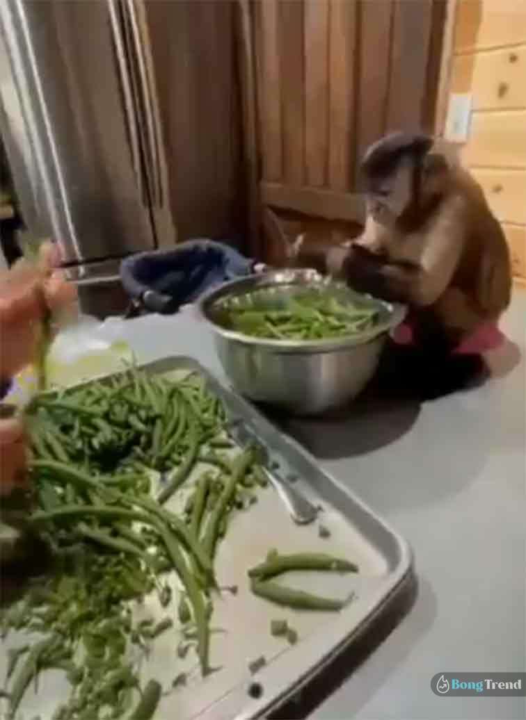 Viral Video,Monkey Videoes,Monkey Cutting Vegetables