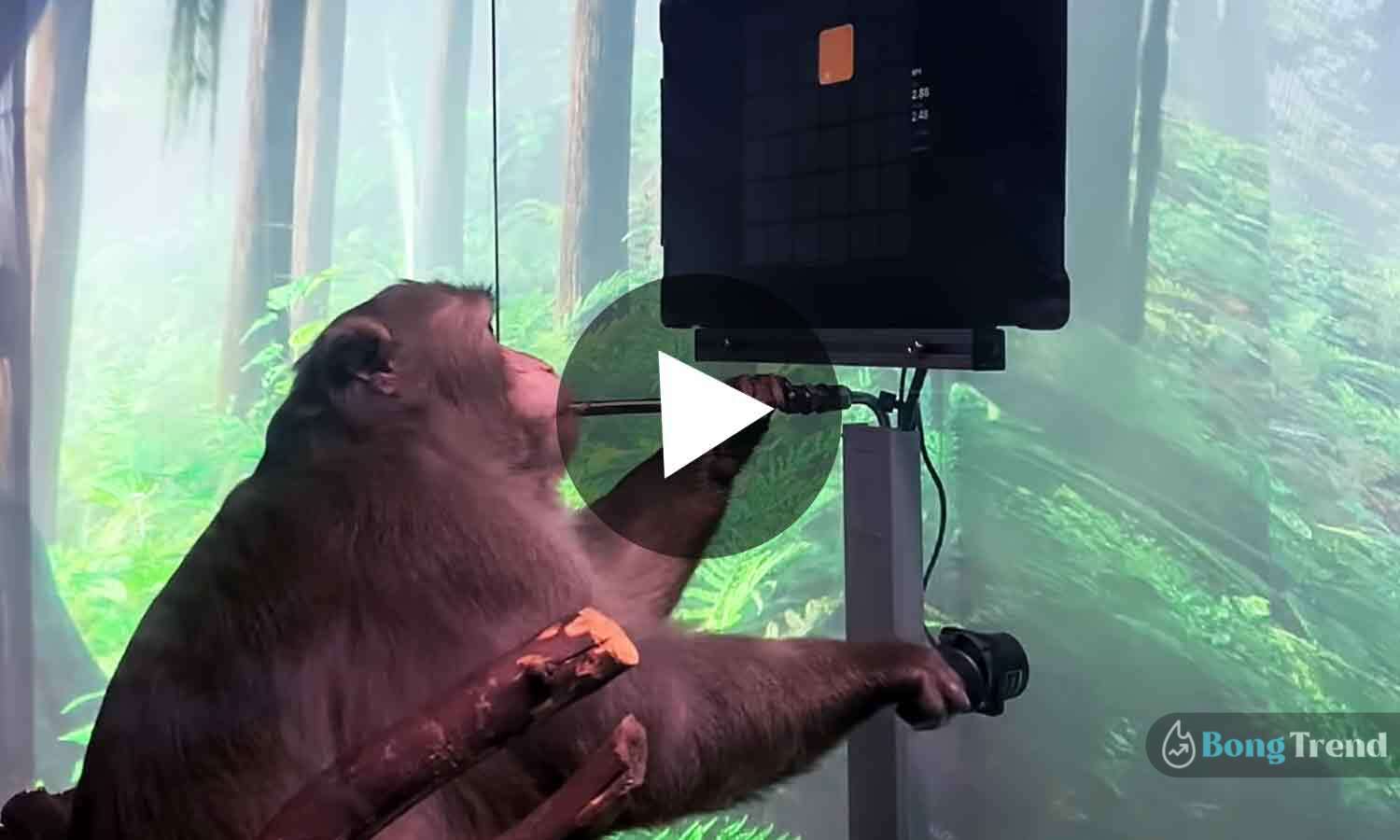 Viral Video of monkeyplaying video game