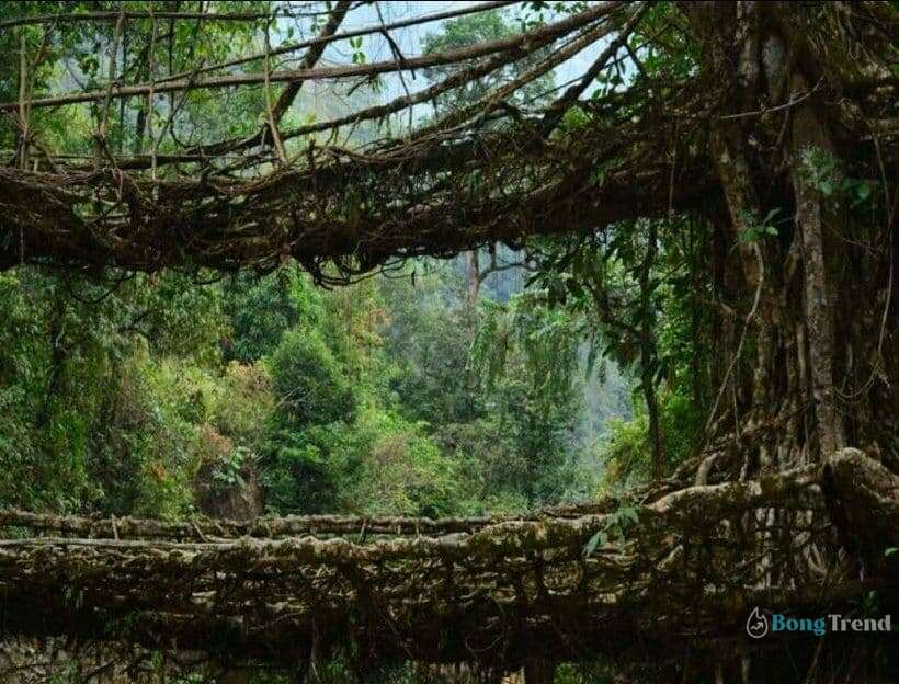 living root bridge,Meghalaya,north East,জীবন্ত গাছের সেতু,মেঘালয়া,সেতু,ব্রীজ,উত্তর পূর্ব ভারত