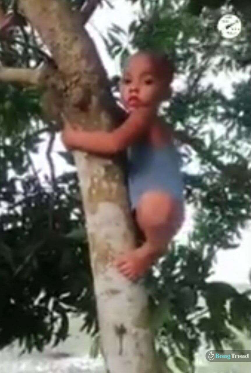 Viral video,tree,tree climbing,baby climb on tree,ভাইরাল ভিডিও,ভিডিও,ভাইরাল,গাছে চড়া,বানরের মতো গাছে চড়ছে বাচ্চা