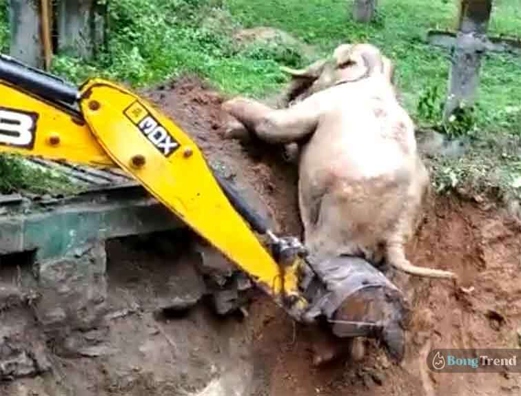 Elephant rescue with JCB Viral Video