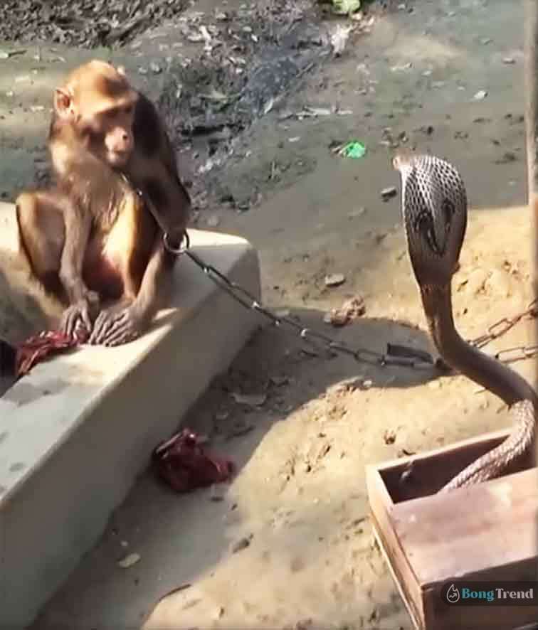 monkey vs snake fight viral viideo