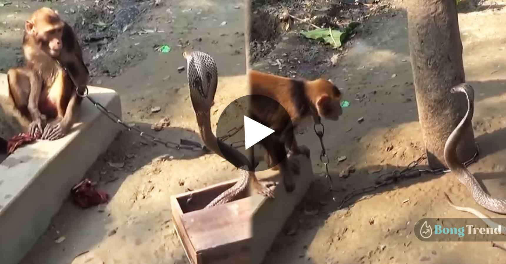 monkey vs snake fight viral viideo