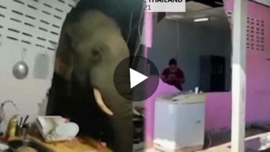 Elephant stealing from kitchen viral video
