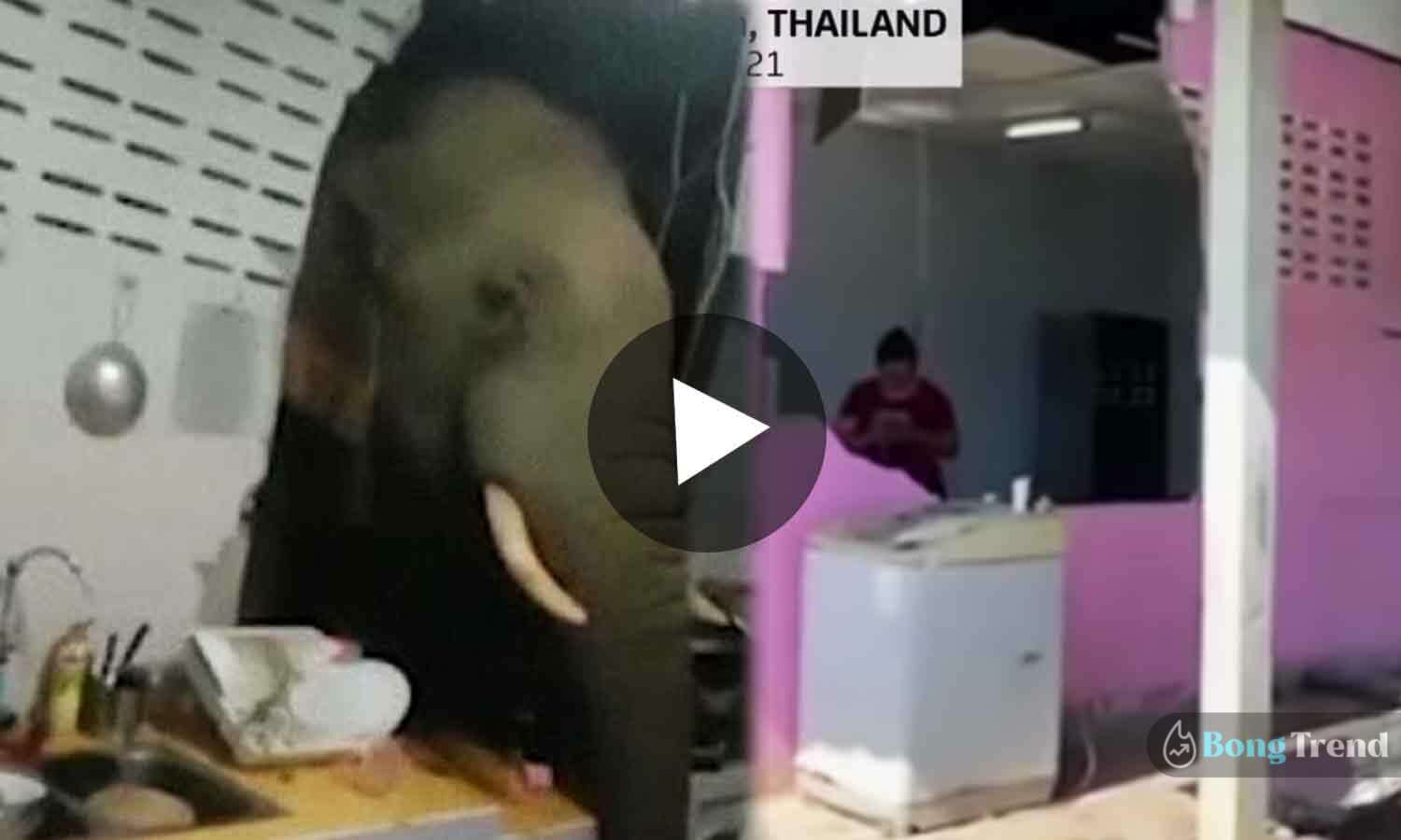 Elephant stealing from kitchen viral video