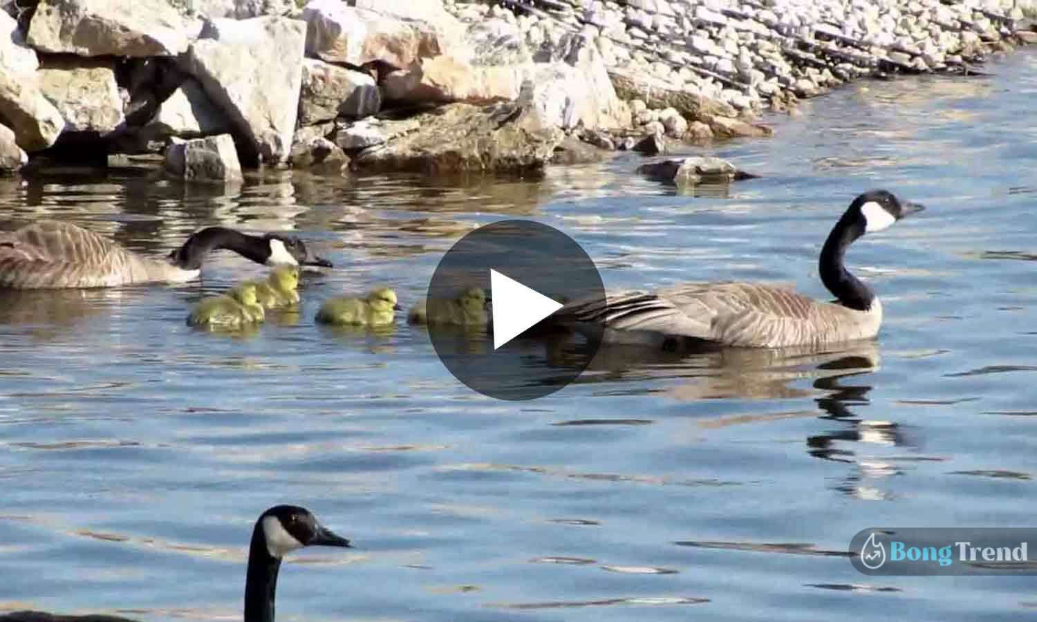 Viral Video of Mother duck playing hide and seek