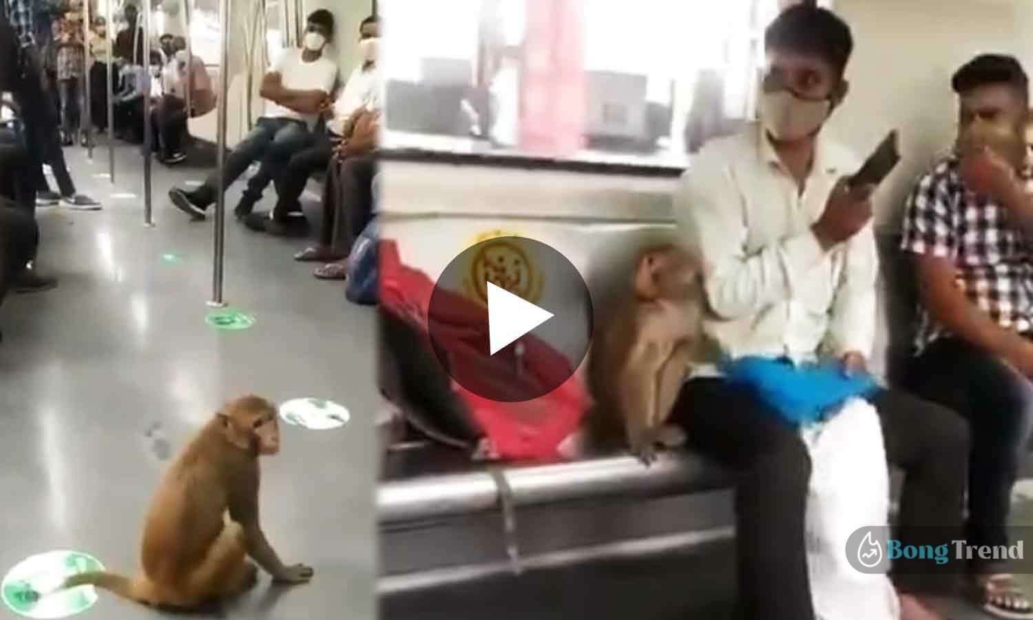 Monkey in Delhi Metro Viral Video
