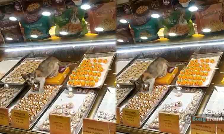 Cat Cat eating sweets at haldiram Viral Videoeating sweets at haldiram Viral Video