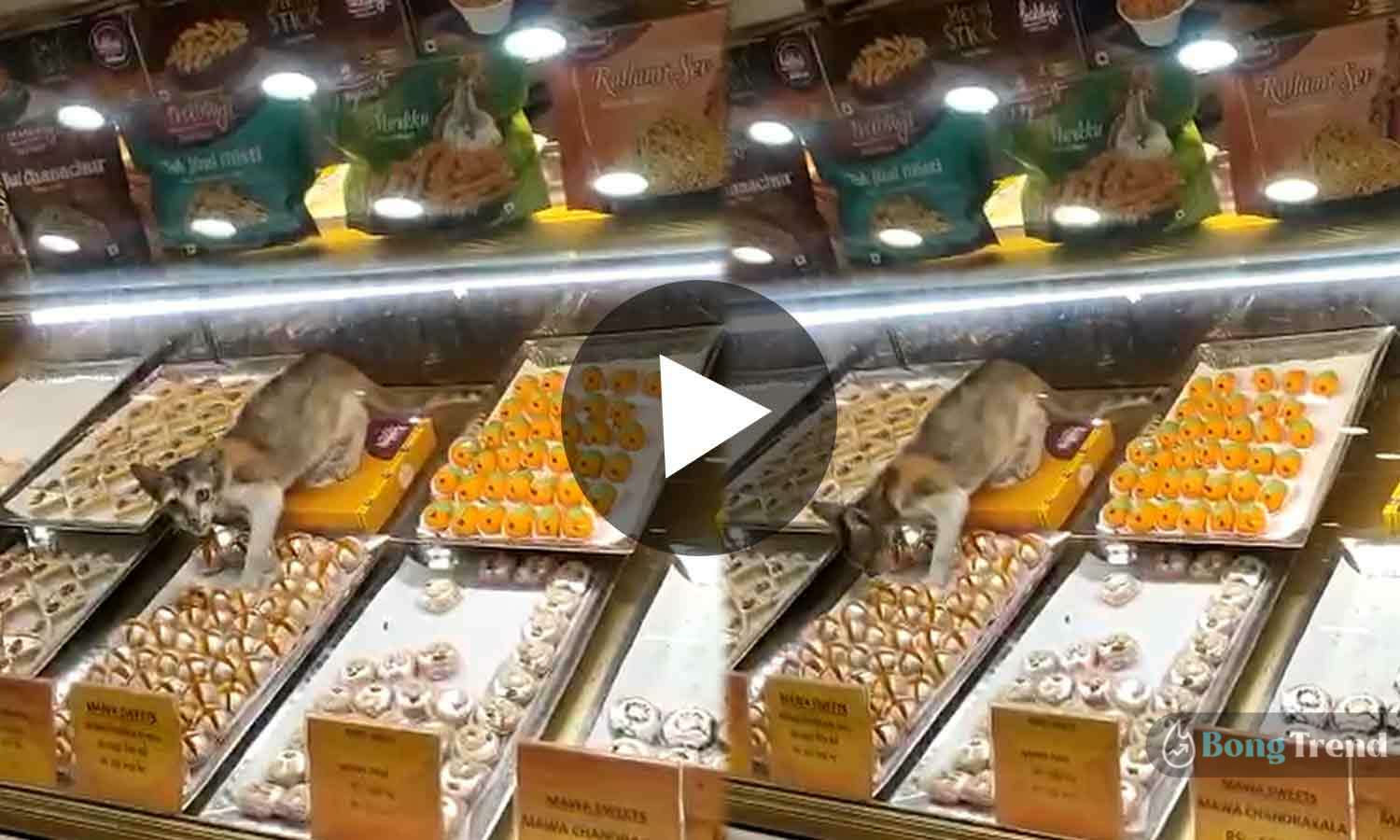 Cat Cat eating sweets at haldiram Viral Videoeating sweets at haldiram Viral Video