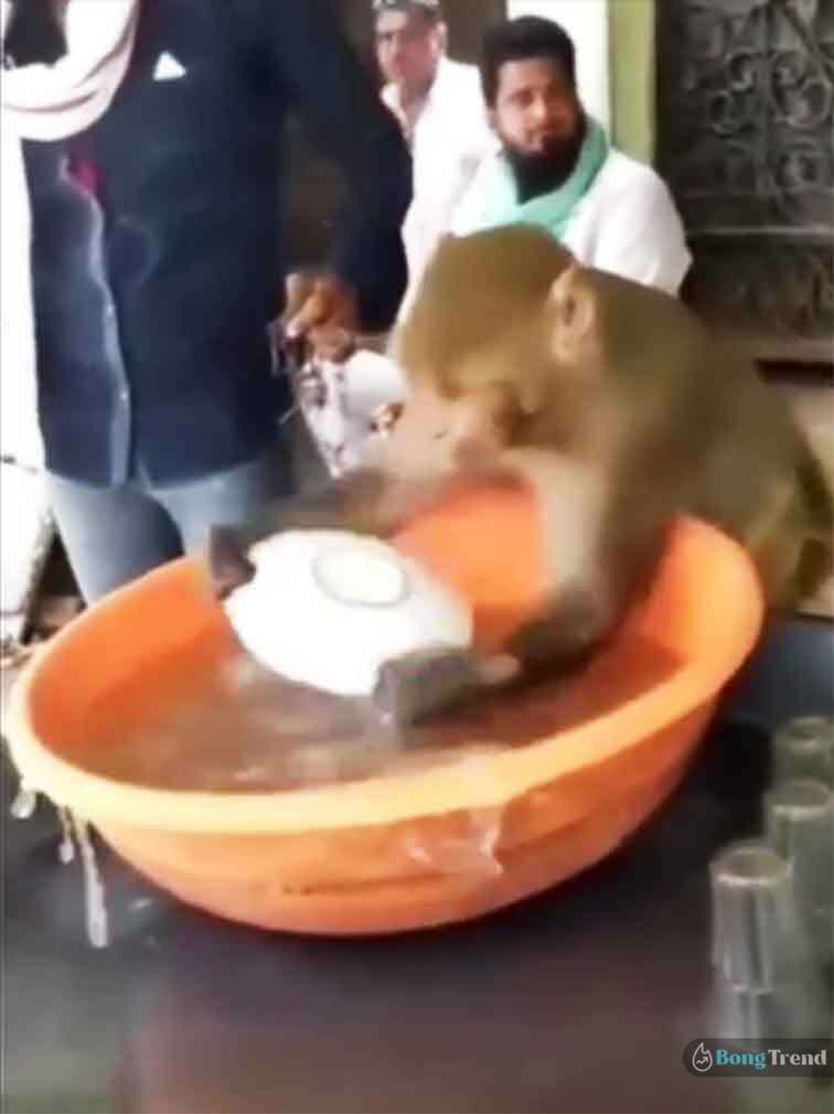 Monkey washing plates in tea shop,Viral Video,Funny Video,Monkey,বাদর,ভাইরাল ভিডিও,মজার ভিডিও
