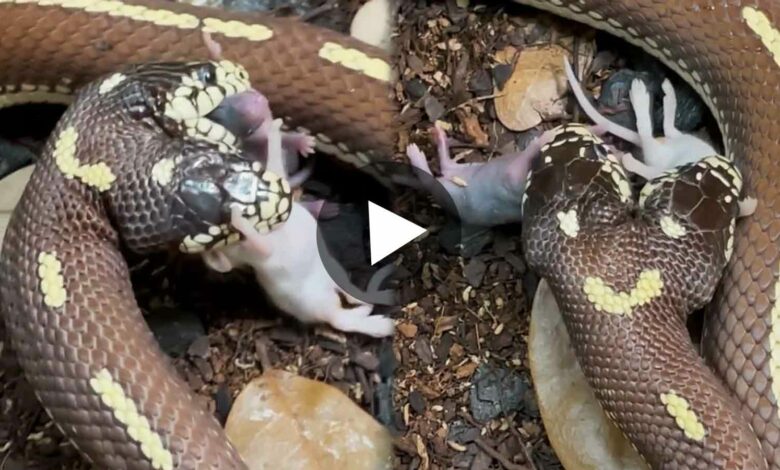 Two Headed snake swallows two mouse at a time viral video