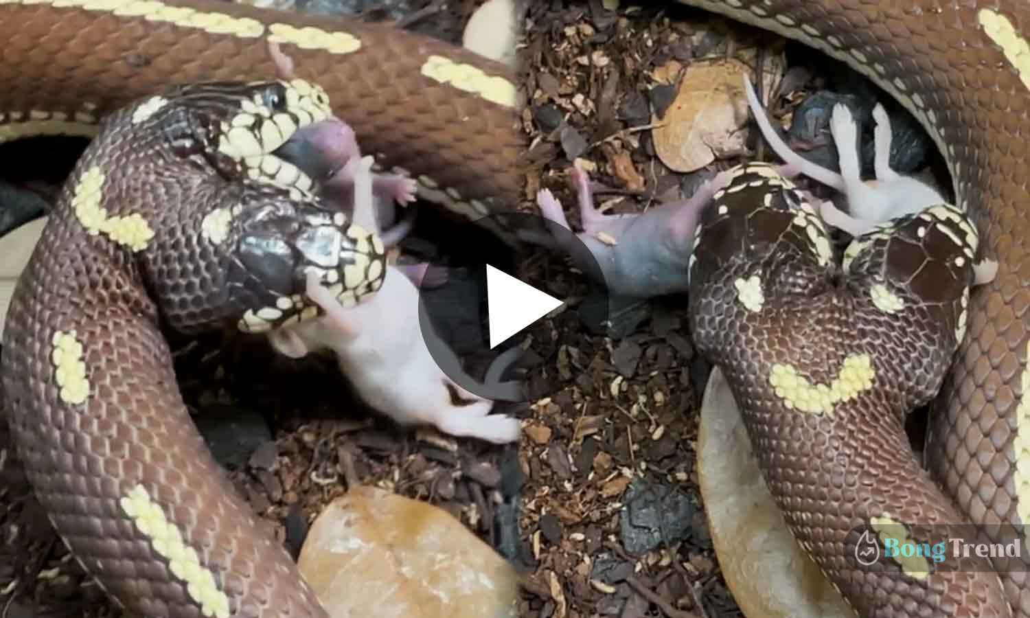 Two Headed snake swallows two mouse at a time viral video