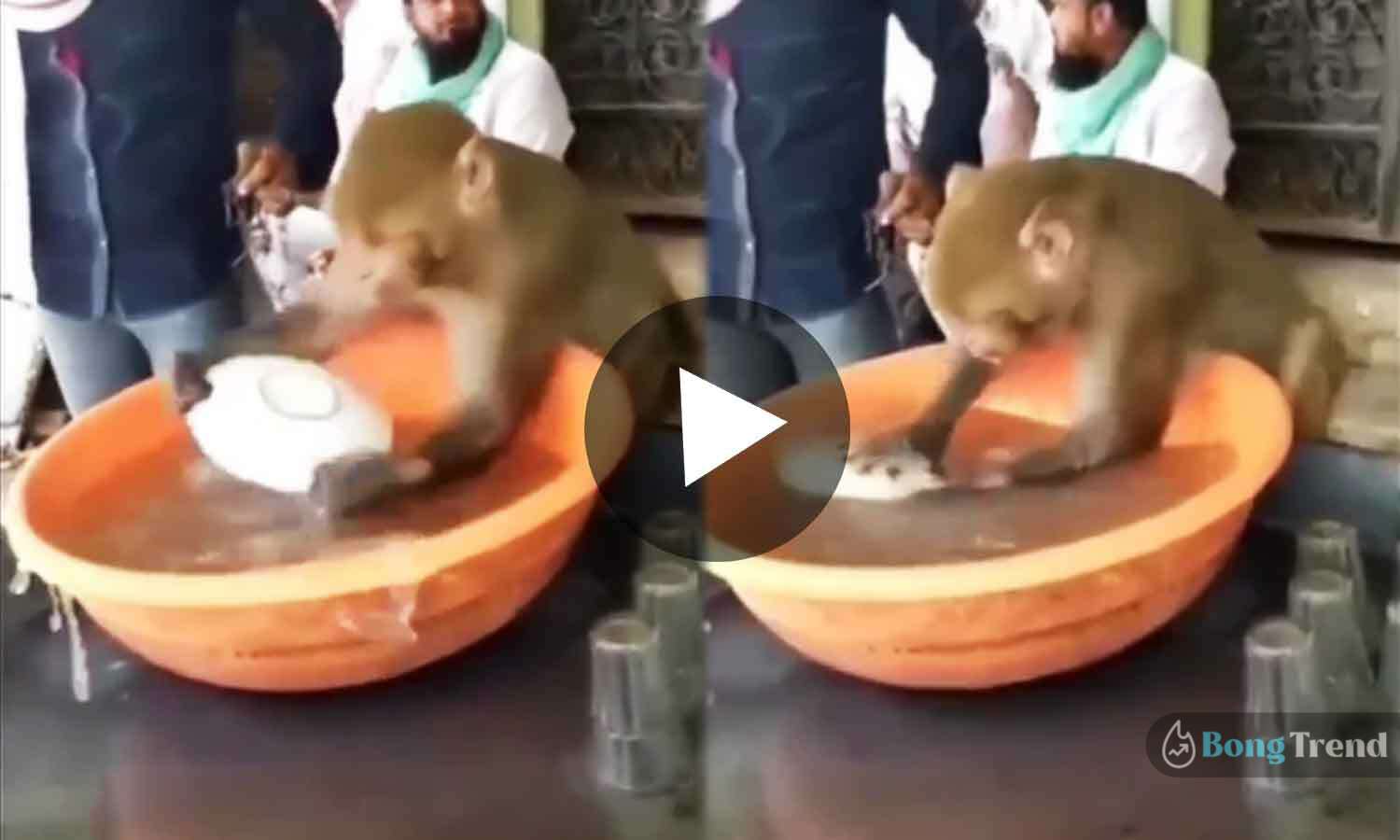 ভাইরাল ভিডিও Viral Video of Monkey washing Plates
