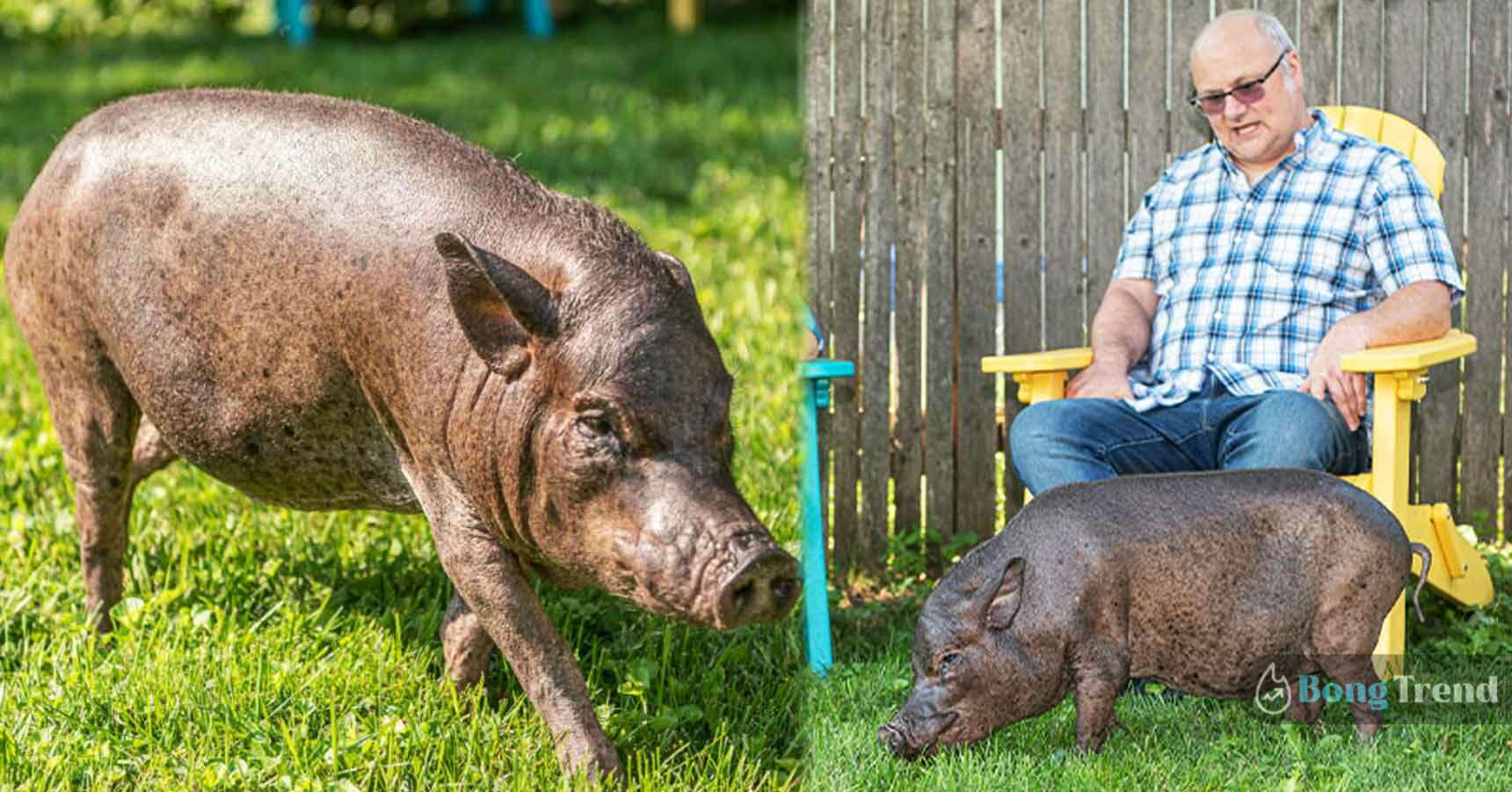 23 year old house pig made Guinness Book of World Record