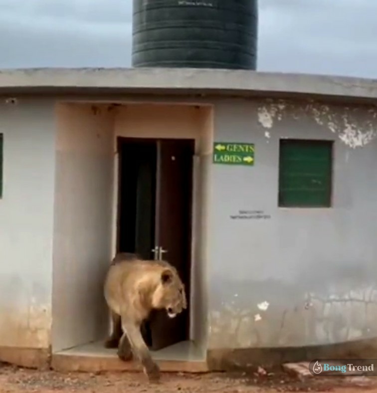 lion coming out of public toilet Viral Video,Lion,Viral Video,Lion in Public toilet,Public toilet,পাবলিক টয়লেট,সিংহ,ভাইরাল ভিডিও