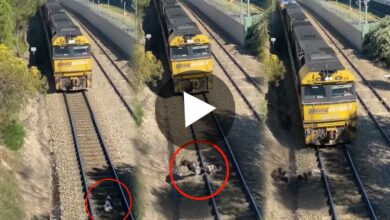 Man Saves Dog from Running train Viral Video