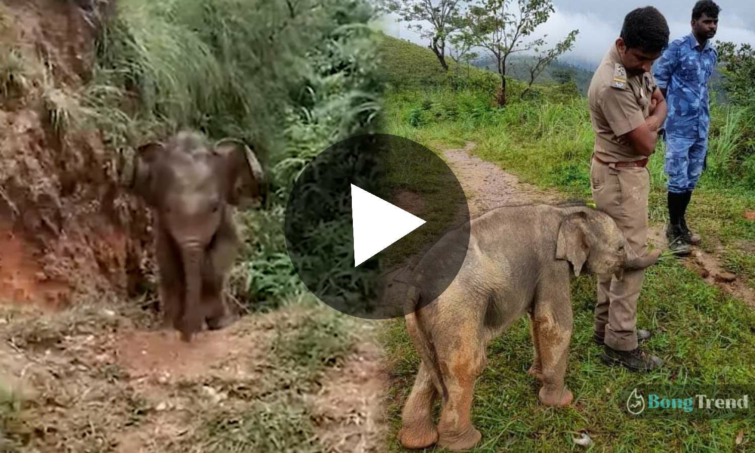 ভাইরাল ভিডিও,বাচ্চা হাতি,বনদফতর,Little Elephant,Viral Video.Elephant