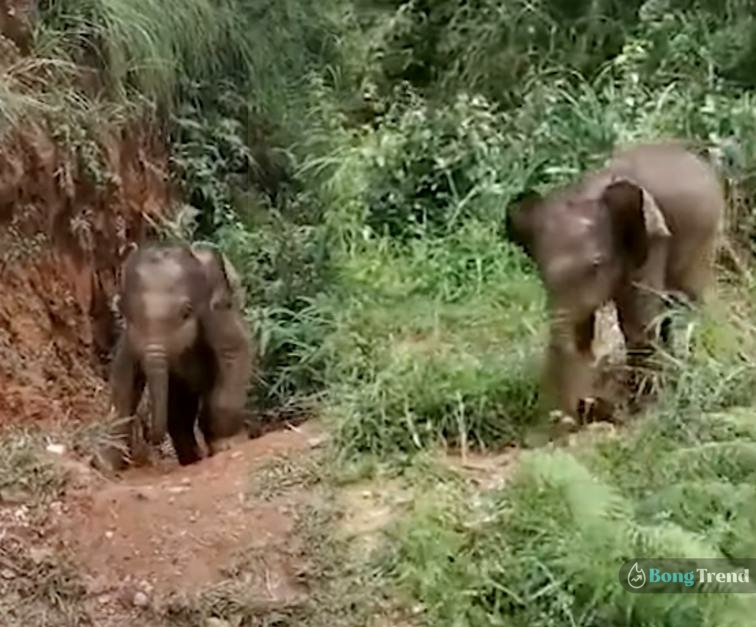 ভাইরাল ভিডিও,বাচ্চা হাতি,বনদফতর,Little Elephant,Viral Video.Elephant