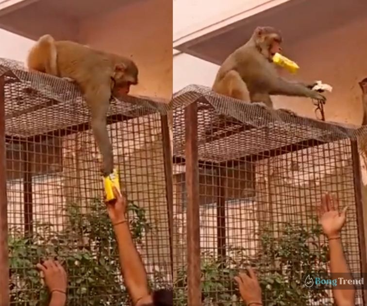Viral Video of Taking Glasses Back from Monkey,Viral Video,Monkey,Funny Video,monkey snatching,ভাইরাল ভিডিও,বাঁদরের কান্ড