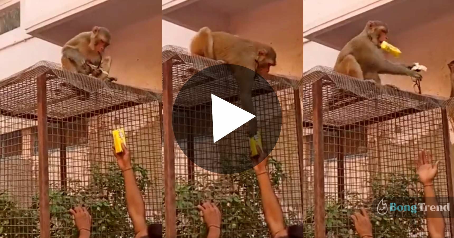Viral Video of Taking Glasses Back from Monkey