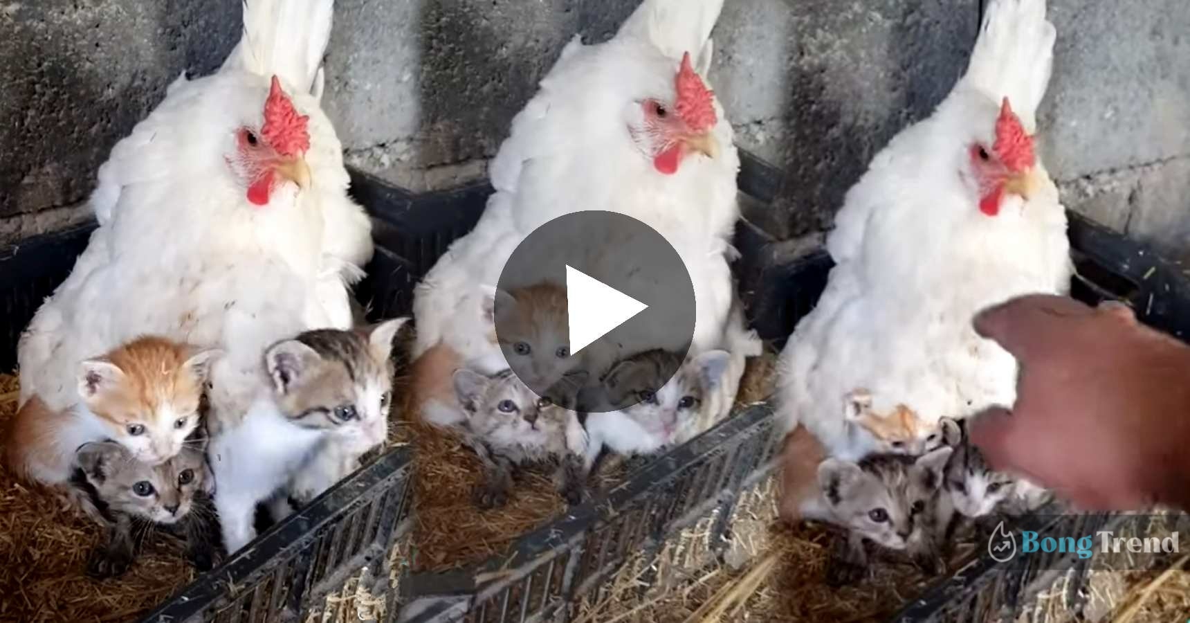 Chicken keeping little cats warm viral video
