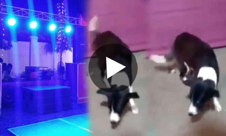 Dog dancing on Kamala Song Viral Video