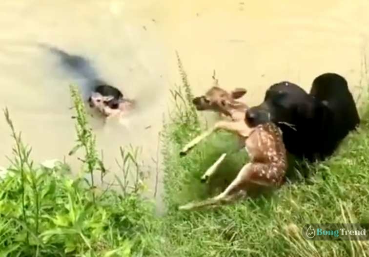 Viral Video,Pet Dog Saves Deer Cub,Dog Saves Deer,Dog Jumps in river to save Deer,ভাইরাল ভিডিও