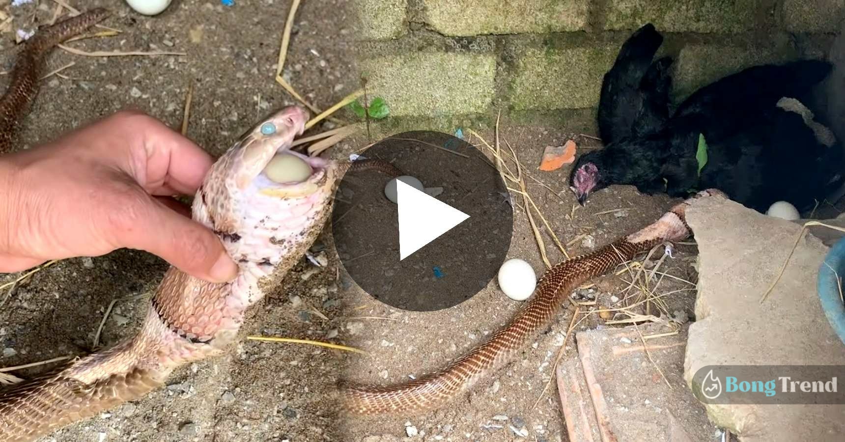 Snake died while eating too many chicken eggs viral video