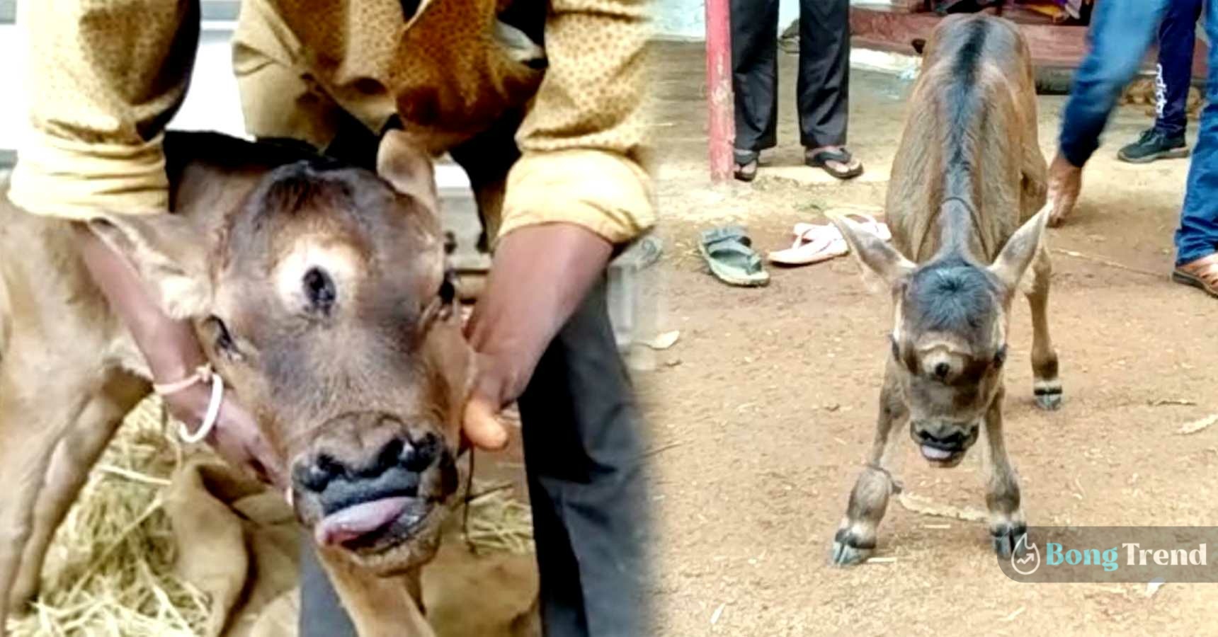 Three Eyed baby cow born in Chattisgard village