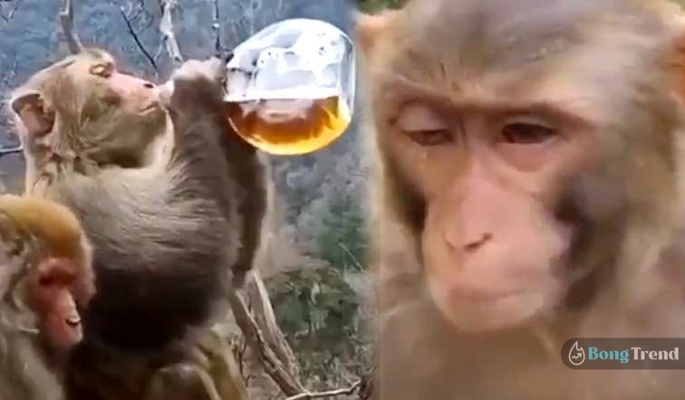 monkey drinks alcohol gets high video