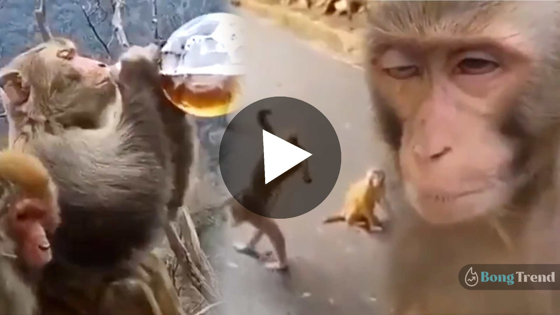 monkey drinks alcohol gets high viral video