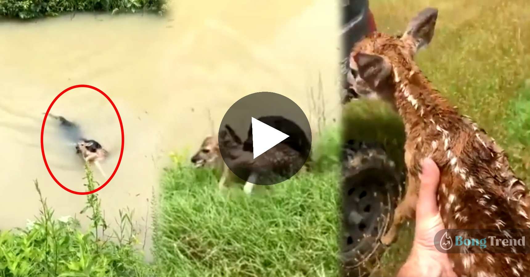 pet dog saves deer cub life jumping in river viral video