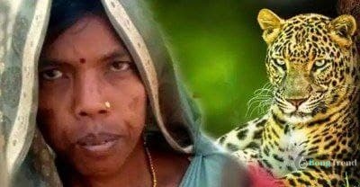 Tiger,madhya pradesh,mother,child,mother saved her child,মা,সন্তান,বাঘ,মধ্যপ্রদেশ