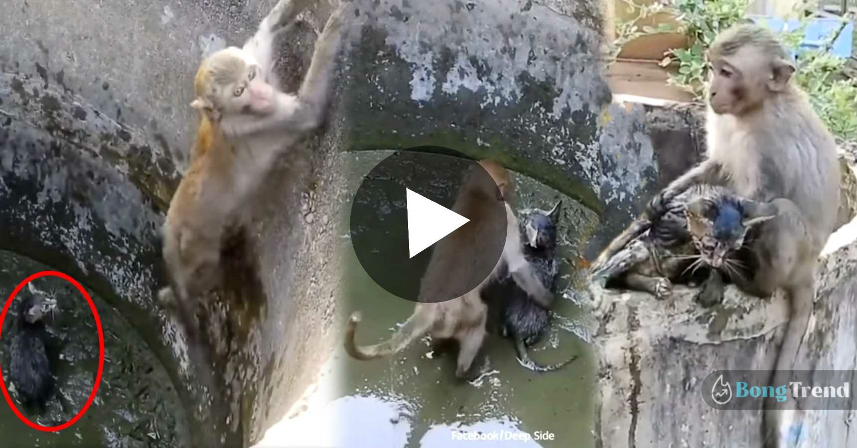 Monkey eger to save little cat Viral Video