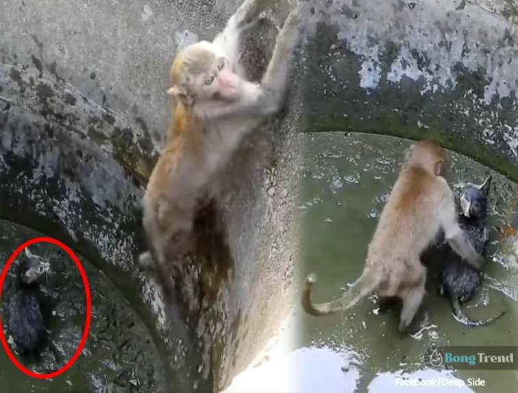 Monkey Video,Viral Video,Cat Video,ভাইরাল ভিডিও,বাদের ভিডিও,বিড়ালের ভিডিও,Monkey Saves Cat Viral Video
