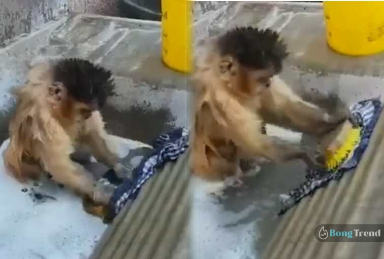 Viral Video,Monkey Video,Monkey washing clothes,ভাইরাল ভিডিও,বাঁদরের কাপড় কাচা