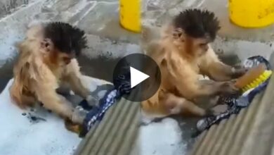 monkey washing clothes viral video
