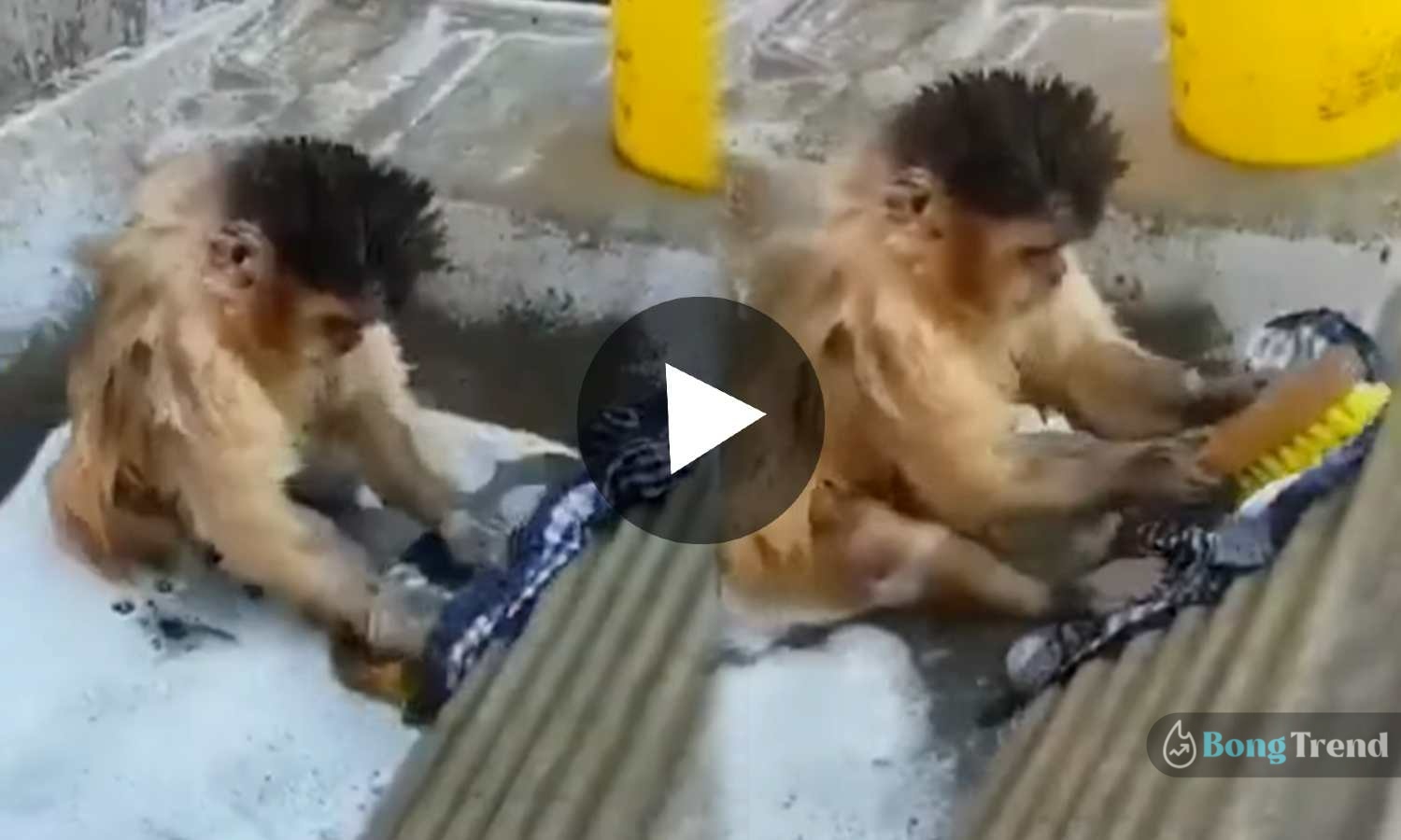 monkey washing clothes viral video