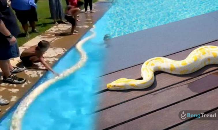 Viral Video,Giant Snake,Giant Python,Snake in Swimming pool,ভাইরাল ভিডিও,বিশাল অজগর,জলাশয়ে অজগর,অজগরের ভিডিও,Giant Python in swimming pool video,snake video