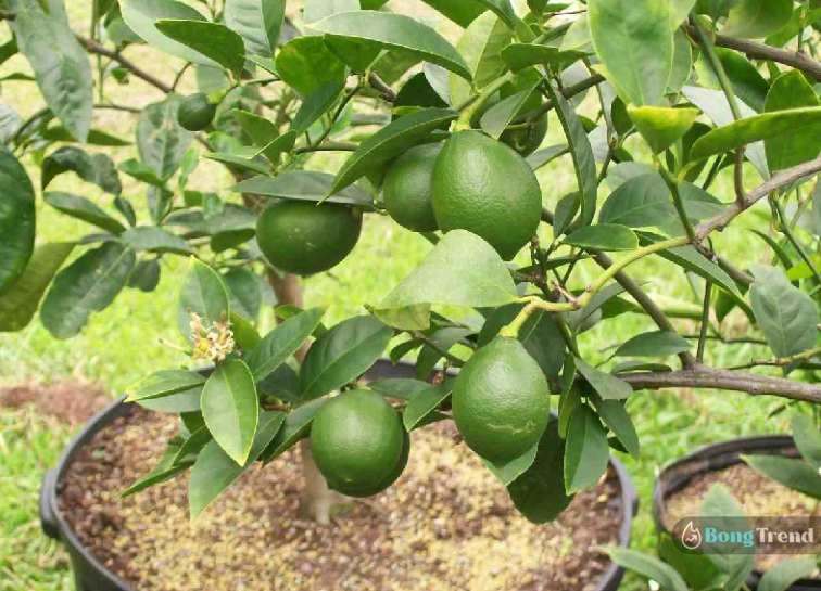 grow Lemon Tree at home 1