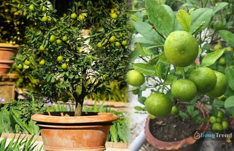 grow Lemon Tree at home