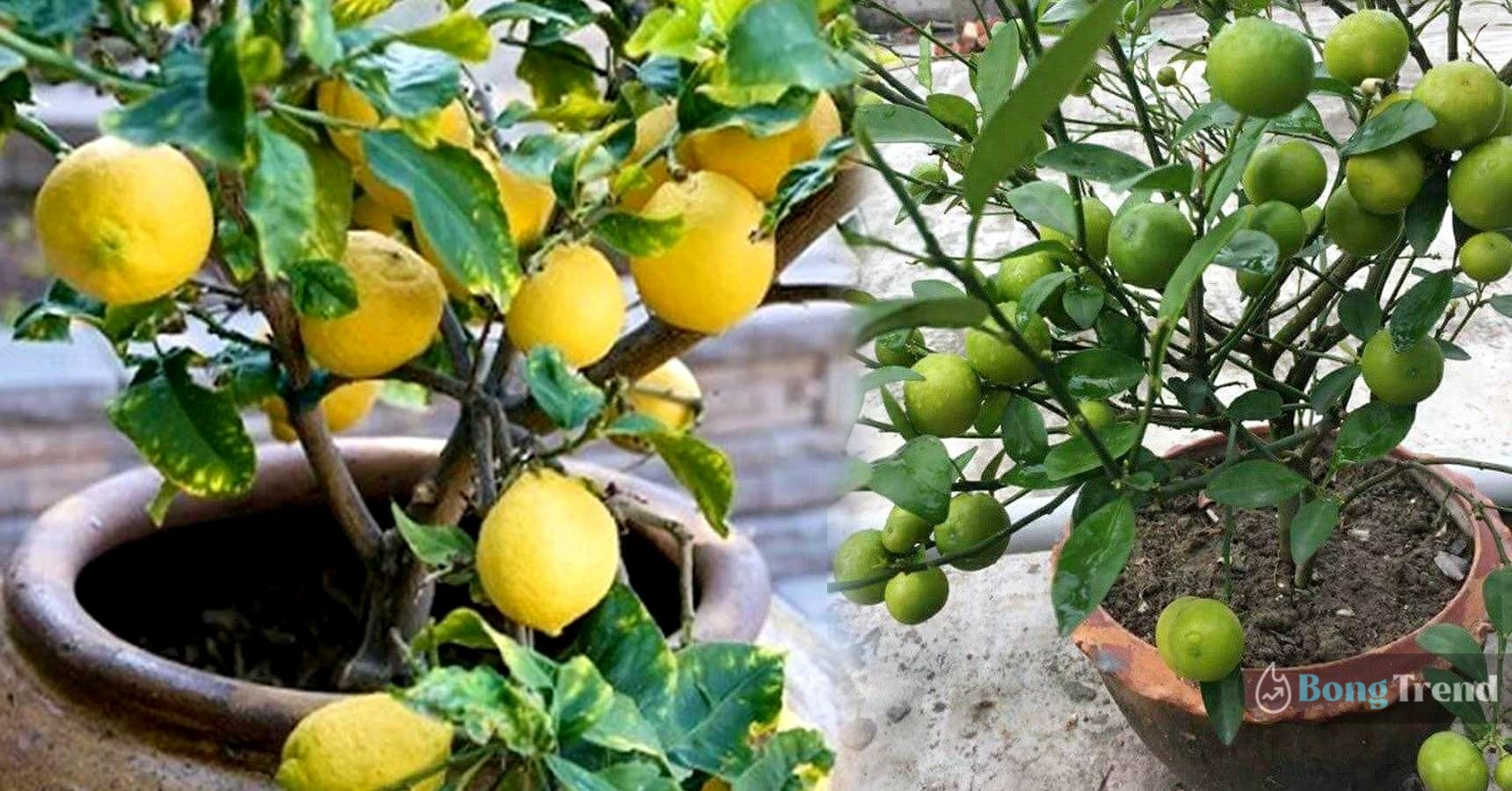 grow Lemon at home patilebu chas