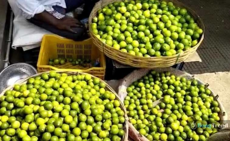 Lemon,Lemon Cultivation,Grow Lemon Tree at home,Lemon at home,Lemon Price,পাতিলেবু চাষ,বাড়িতে টবে পাতিলেবু চাষ,পাতিলেবু চাষের পদ্ধতি,সহজে পাতিলেবু চাষের পদ্ধতি